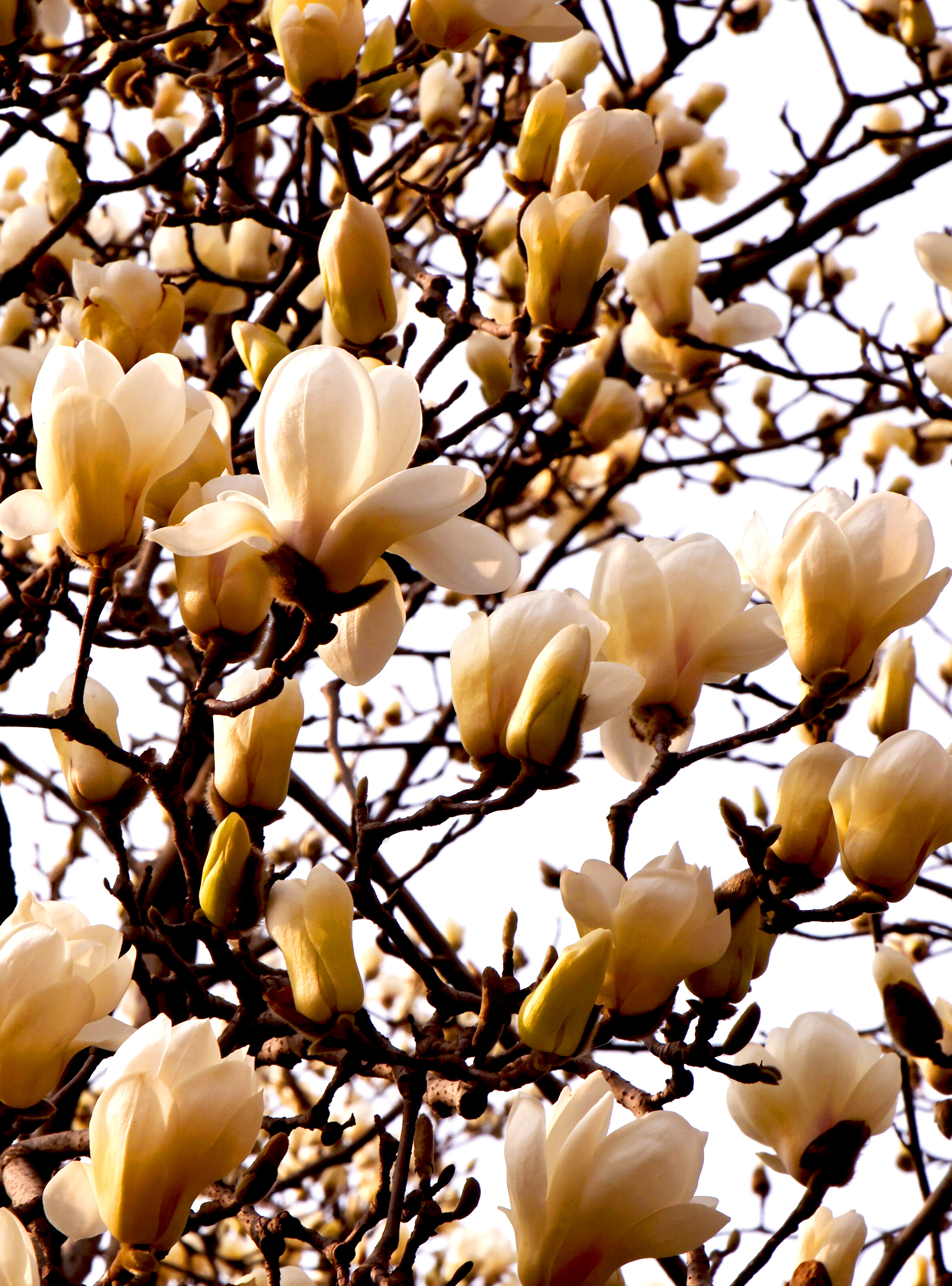 @焦作人 来月季公园赏春花！