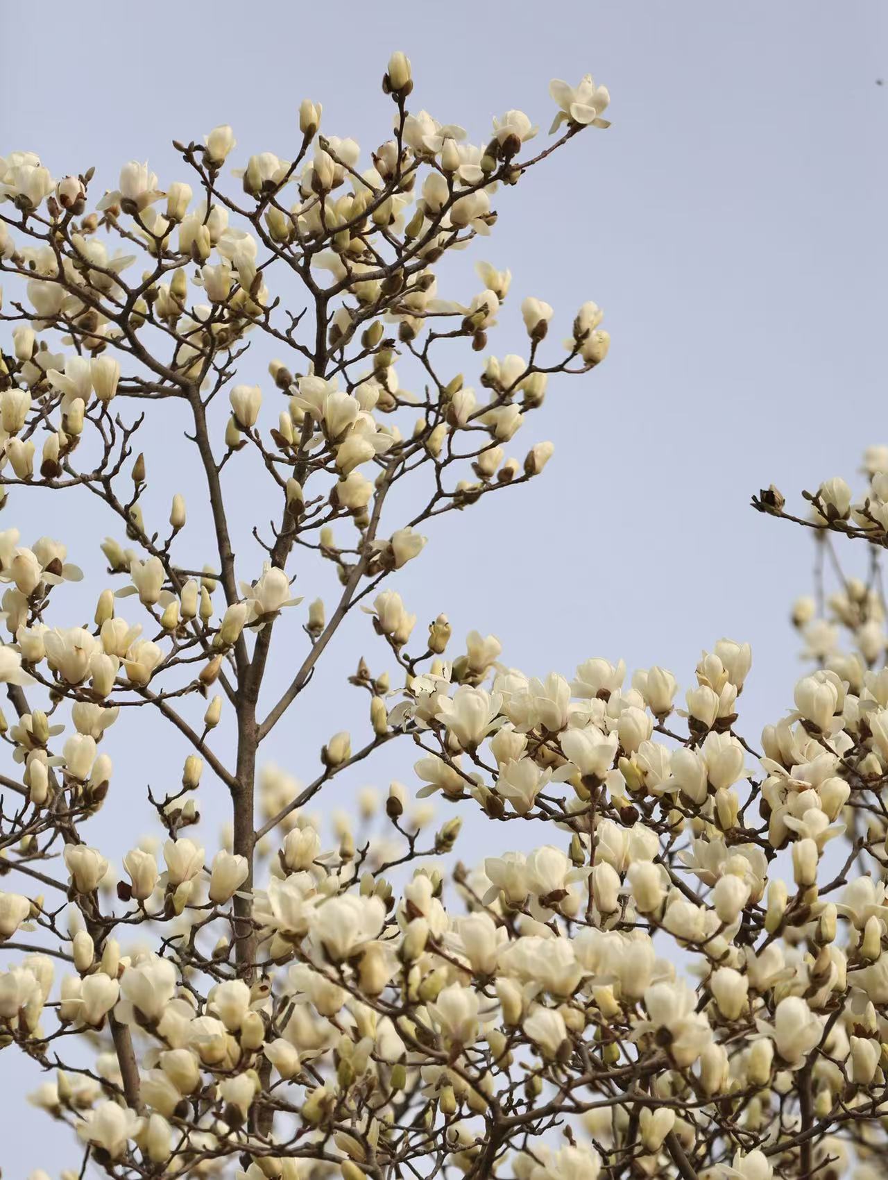 焦作市区赏花路线来了！
