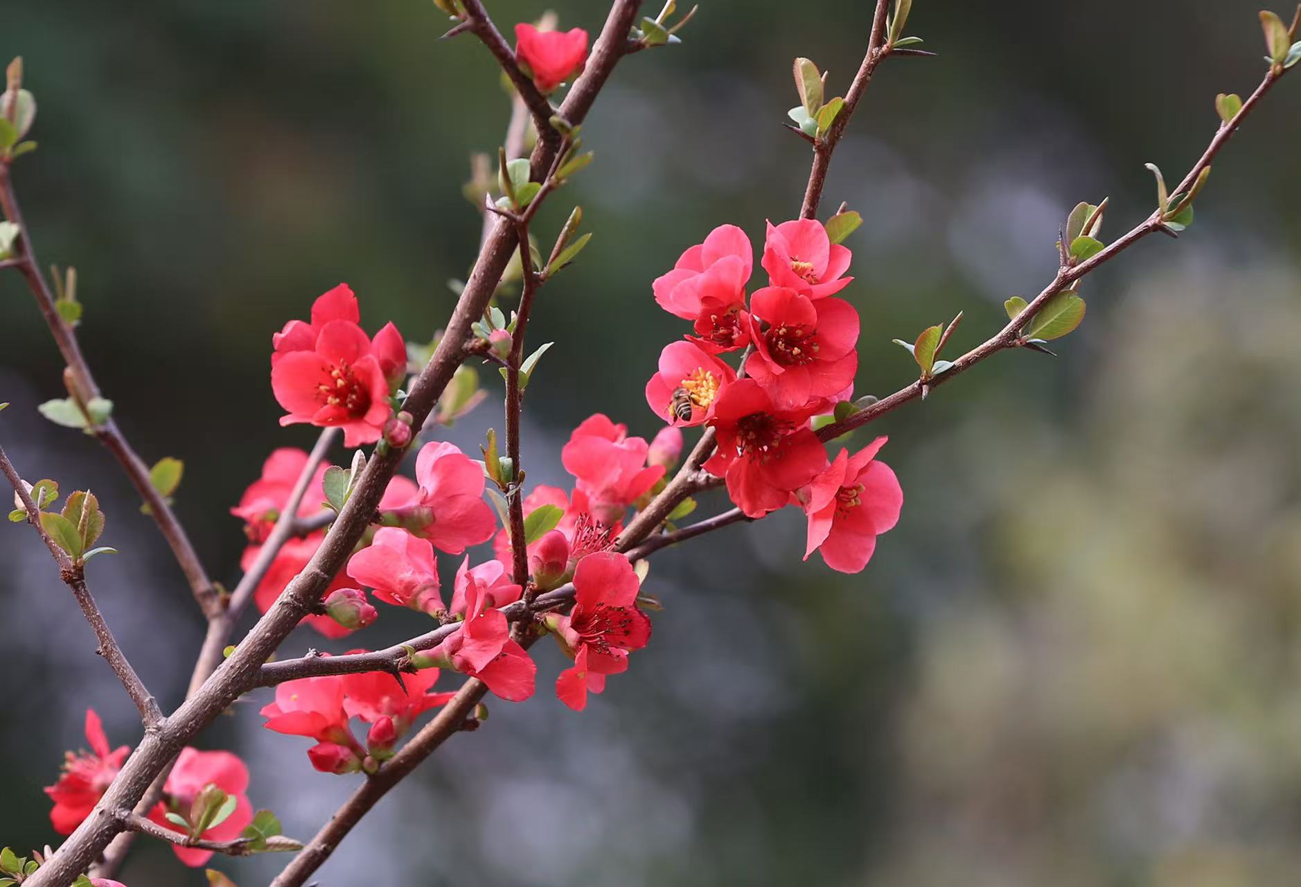 焦作市区赏花路线来了！