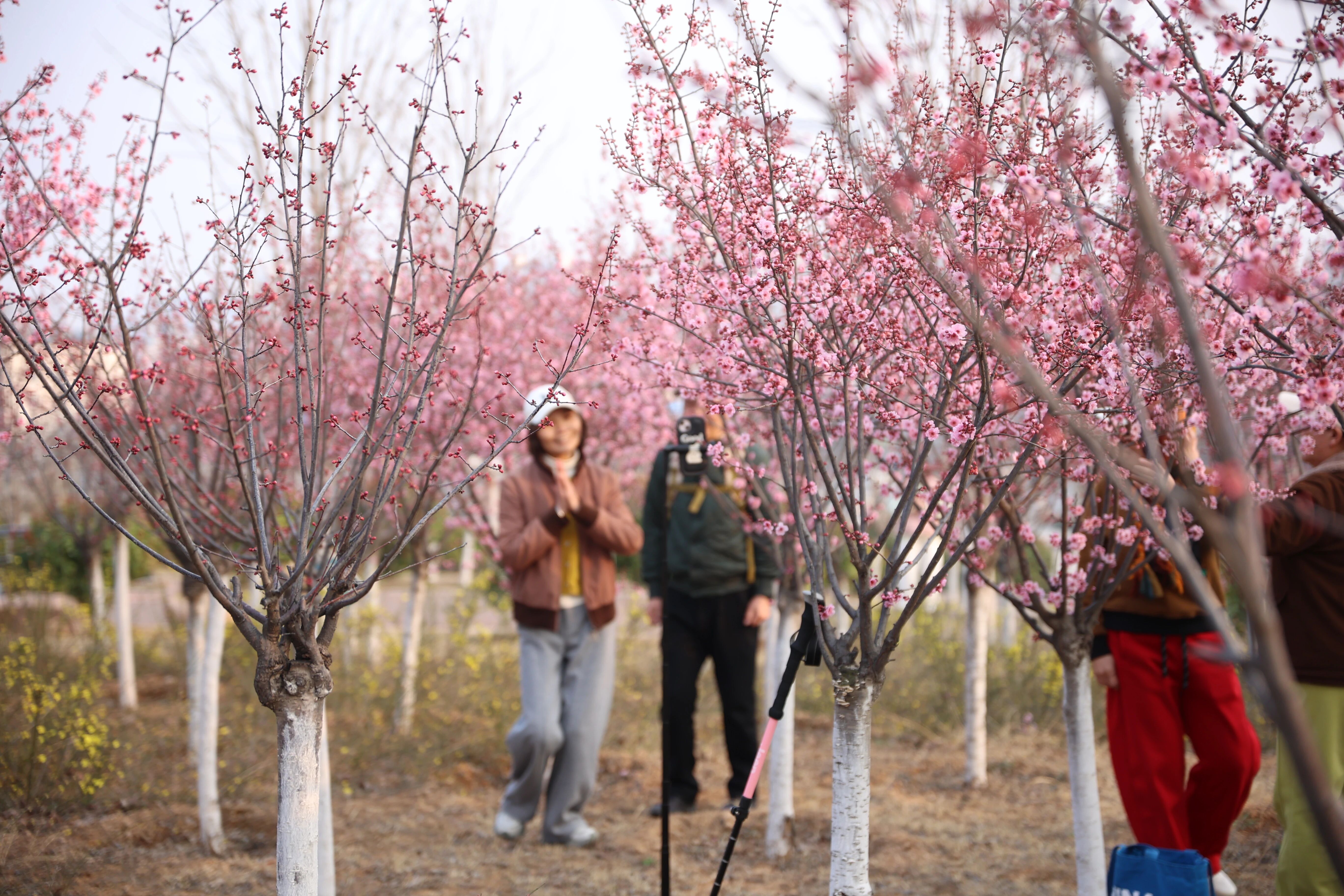 解放区推出赏花踏青全攻略！
