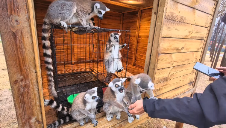 解放区推出赏花踏青全攻略！