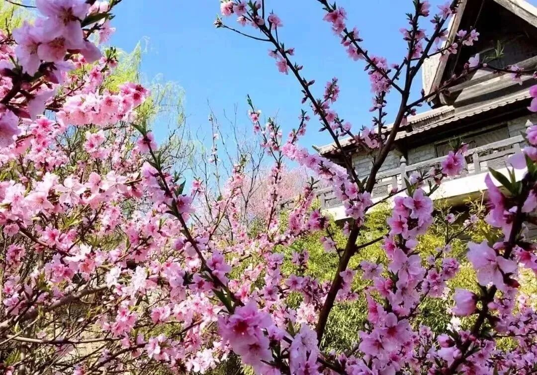 解放区推出赏花踏青全攻略！