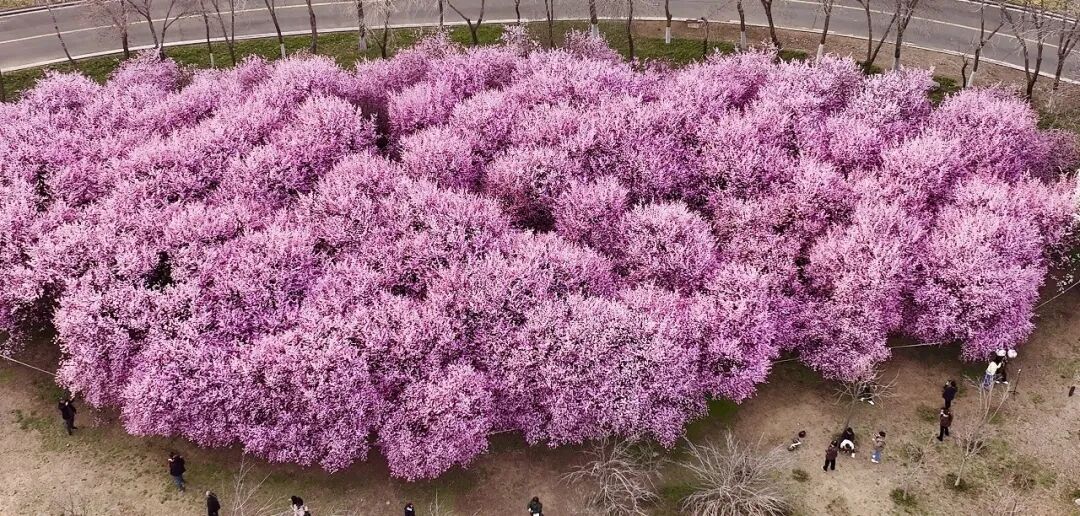 走进龙源湖公园，拥抱一整个春天！