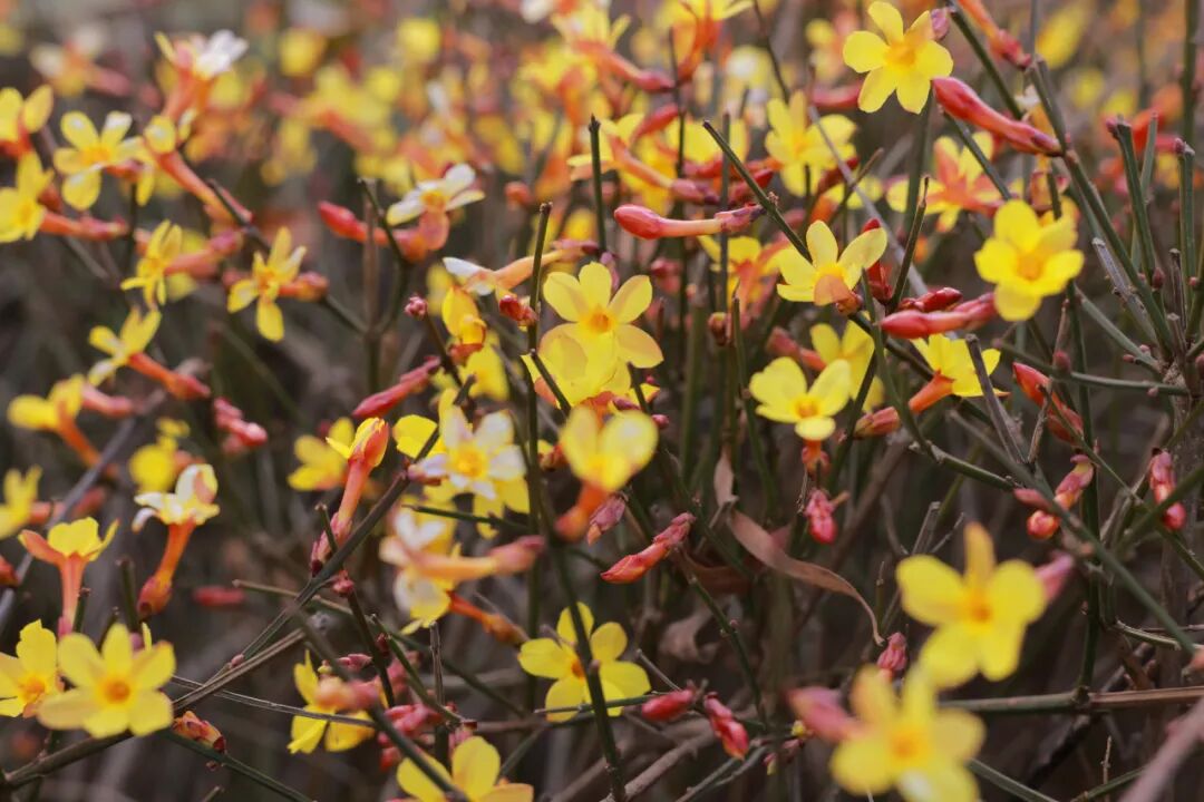 走进龙源湖公园，拥抱一整个春天！