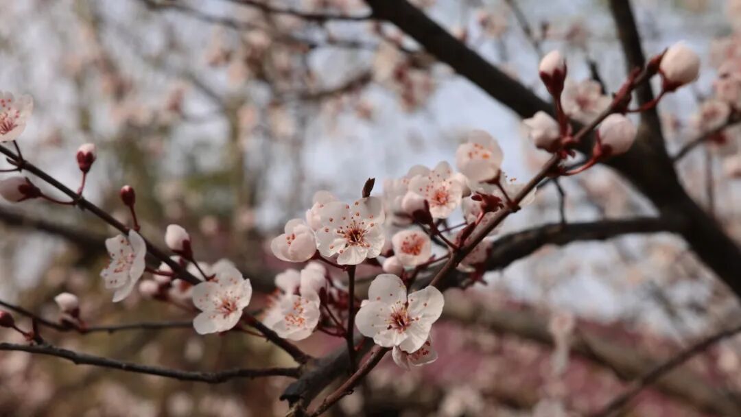 走进龙源湖公园，拥抱一整个春天！