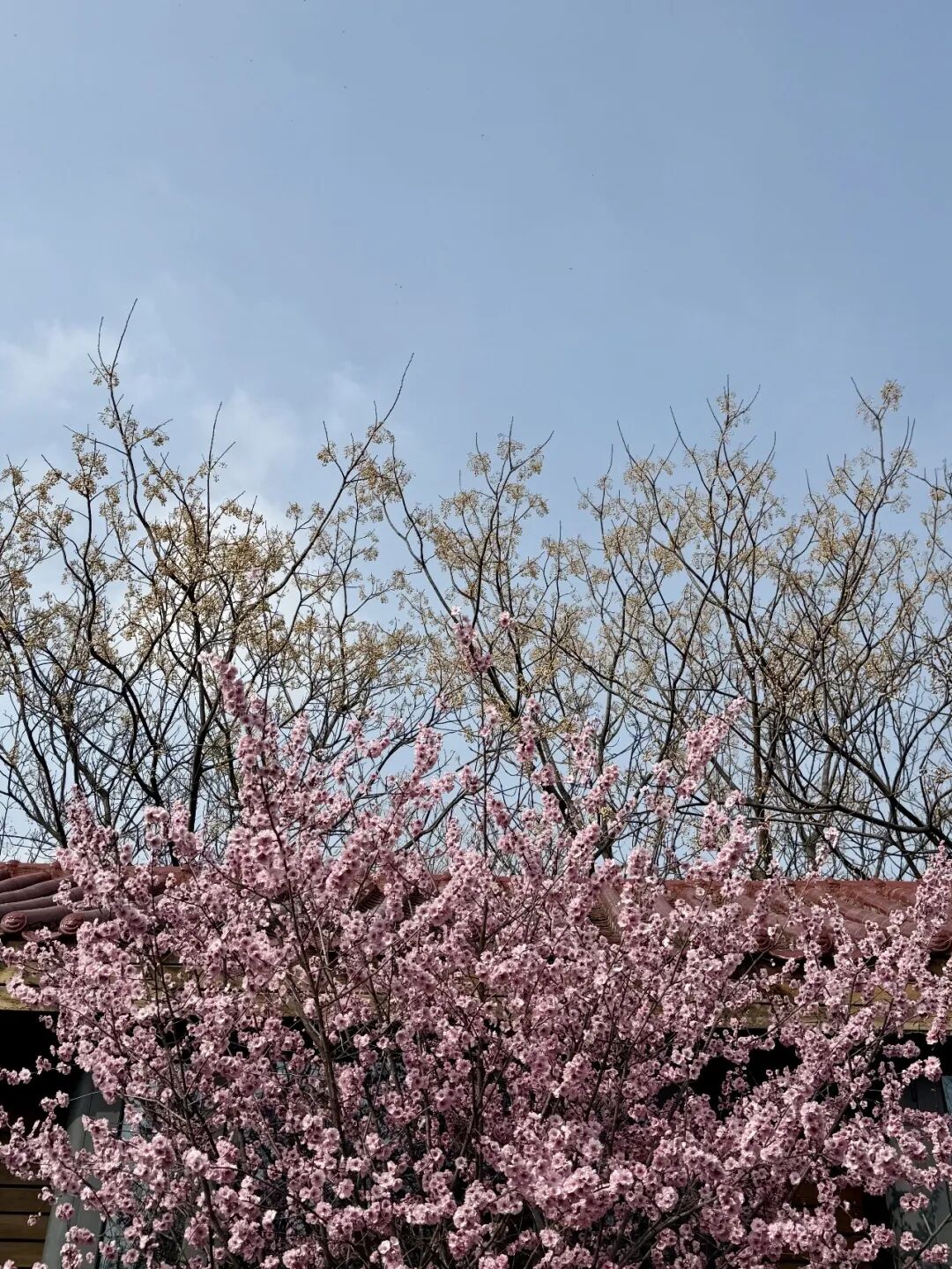 走进龙源湖公园，拥抱一整个春天！