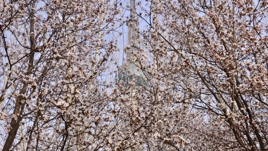 走进龙源湖公园，拥抱一整个春天！