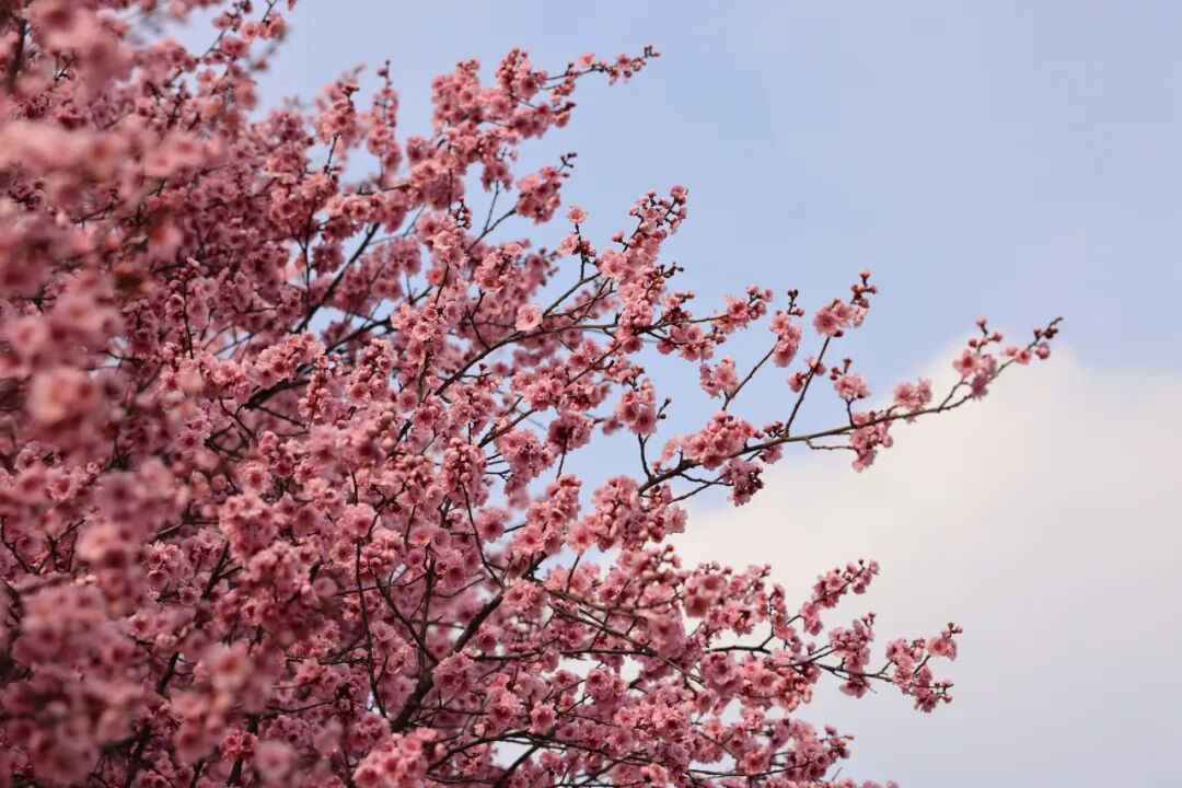 走进龙源湖公园，拥抱一整个春天！