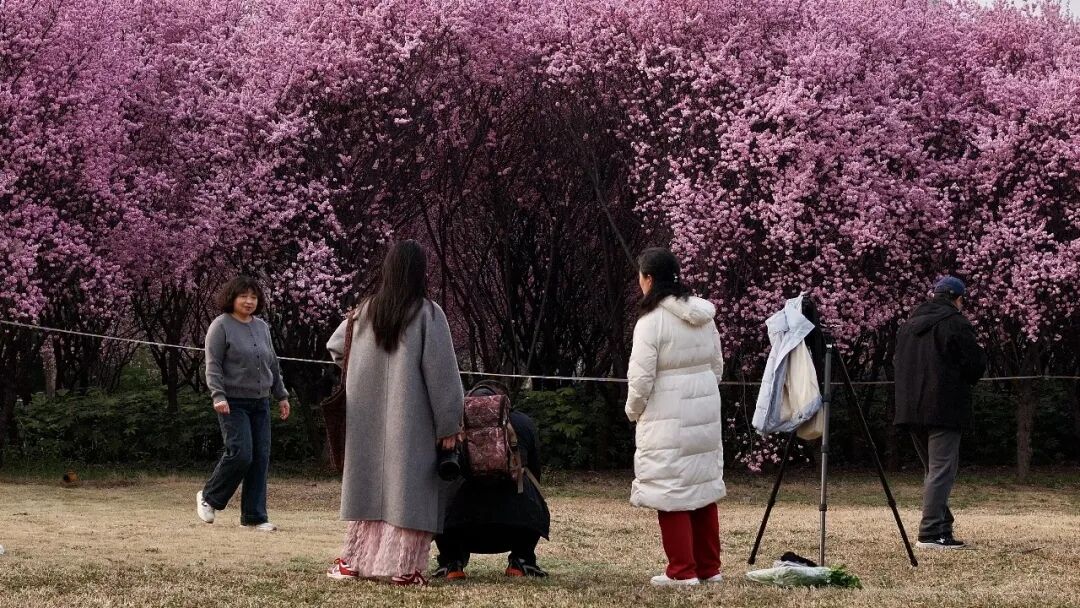 走进龙源湖公园，拥抱一整个春天！