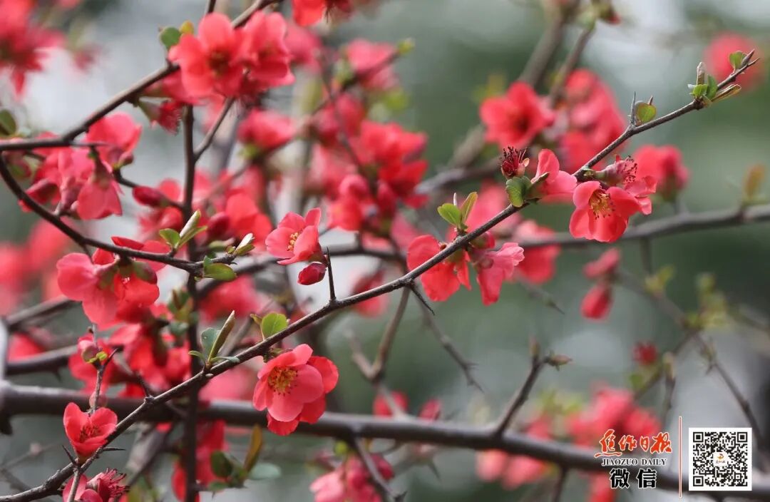 来焦作，赴一场春天的约会！