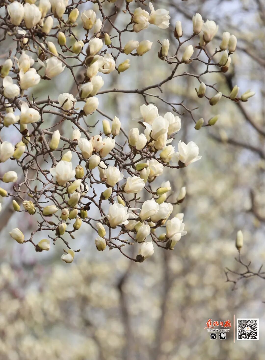 来焦作，赴一场春天的约会！