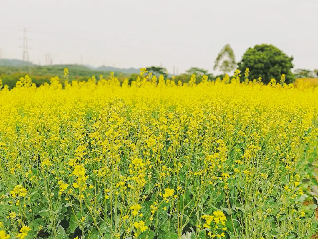 来焦作这里，赴一场花海之约！