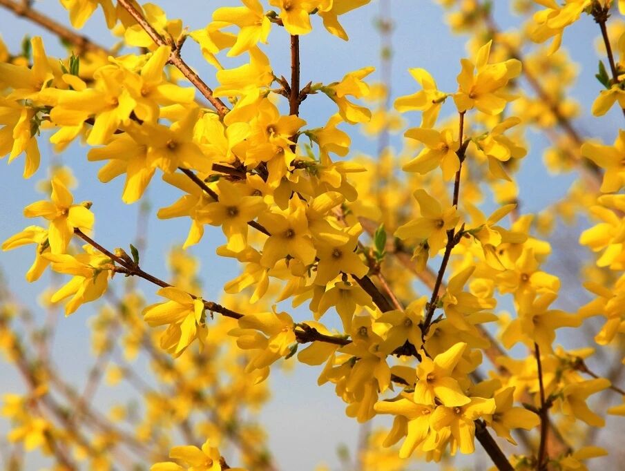 来焦作这里，赴一场花海之约！