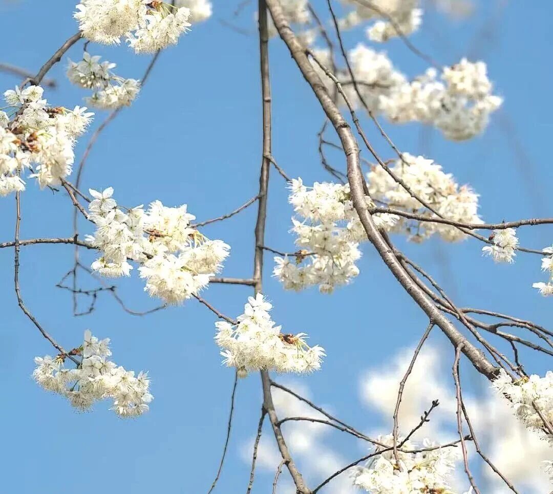 来焦作这里，赴一场花海之约！