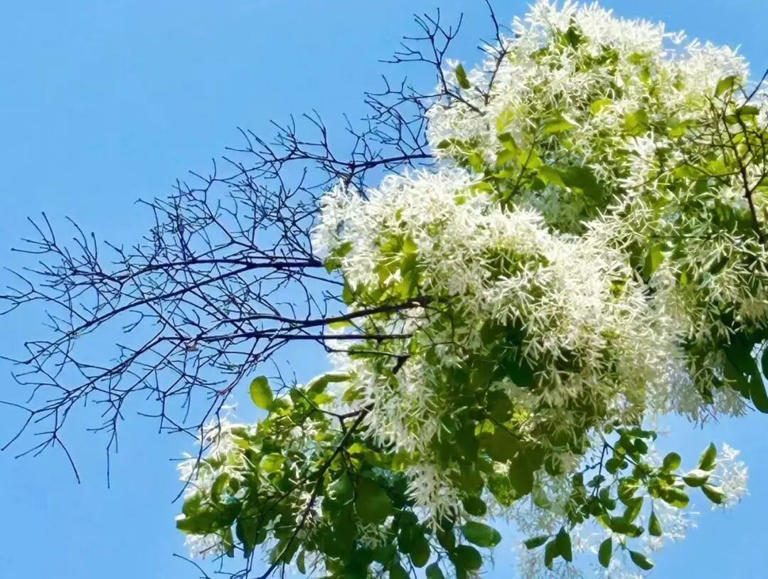 来焦作这里，赴一场花海之约！