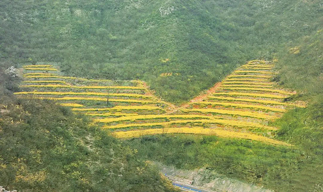 来焦作这里，赴一场花海之约！