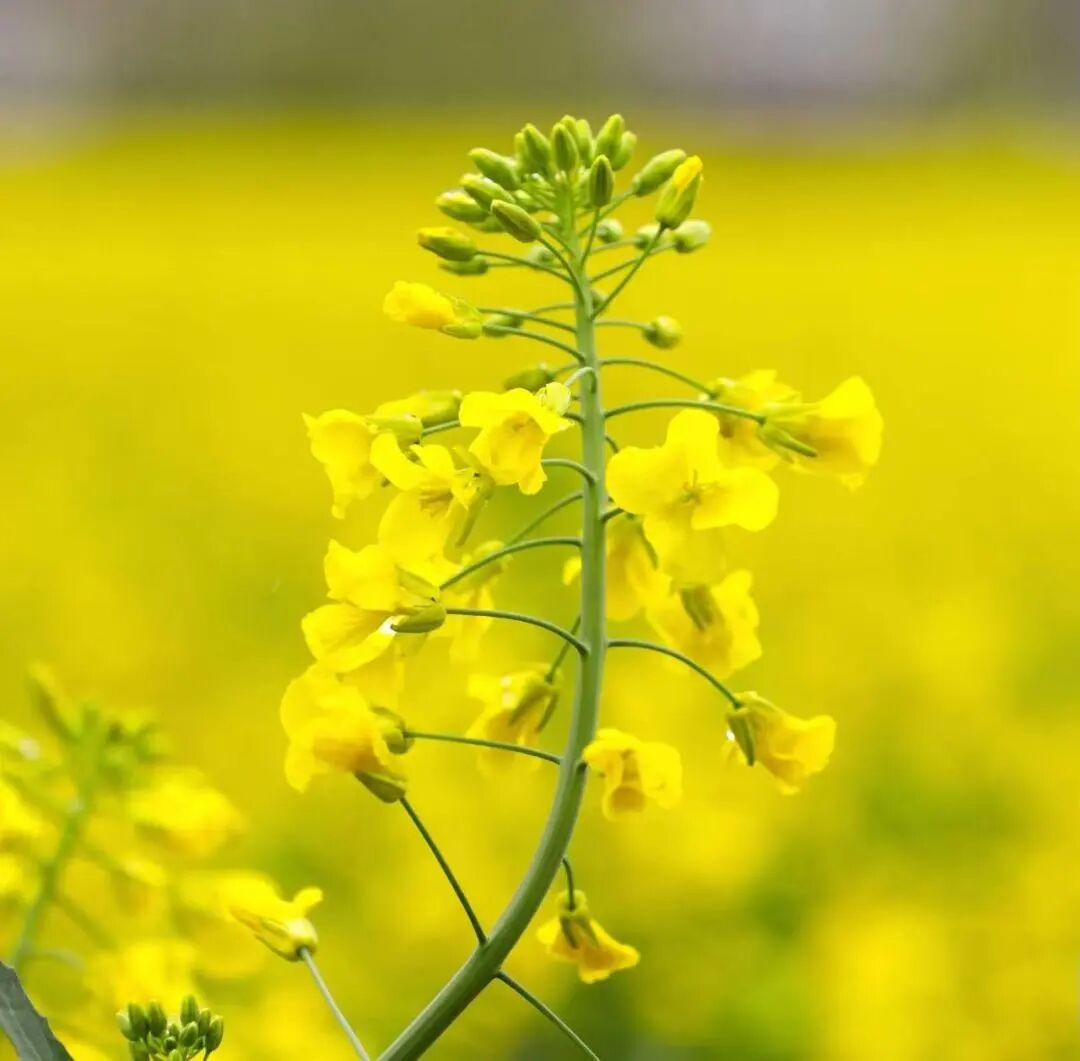 来焦作这里，赴一场花海之约！