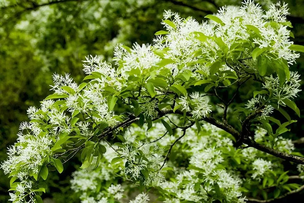 来焦作这里，赴一场花海之约！