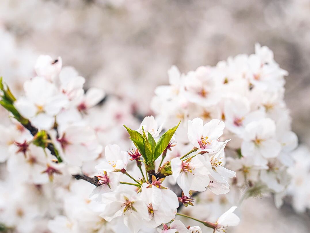来焦作这里，赴一场花海之约！