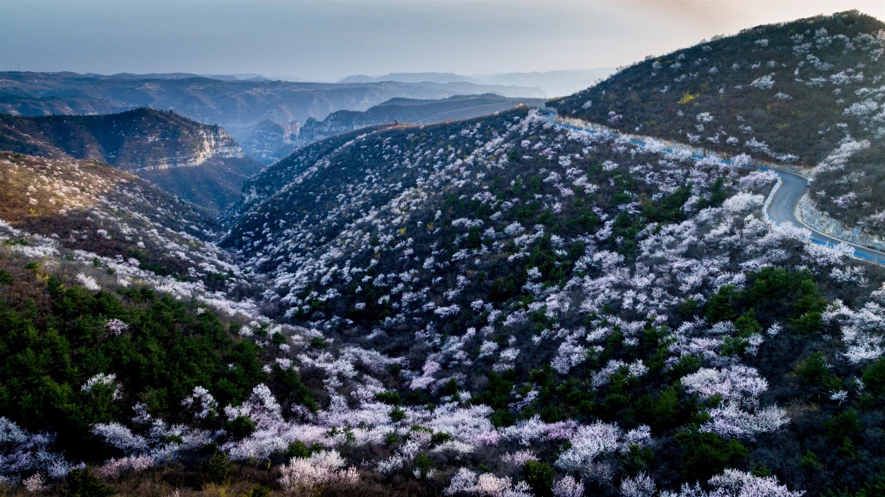 青天河万亩桃花绽放！免门票！