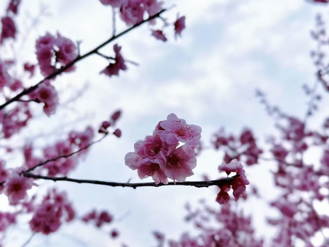 超级出片！焦作这条赏春线路推给你！