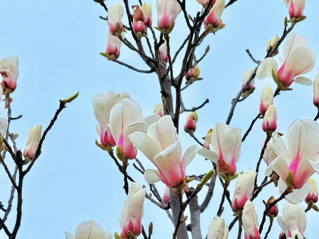 超级出片！焦作这条赏春线路推给你！