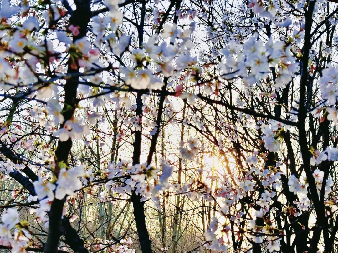超级出片！焦作这条赏春线路推给你！