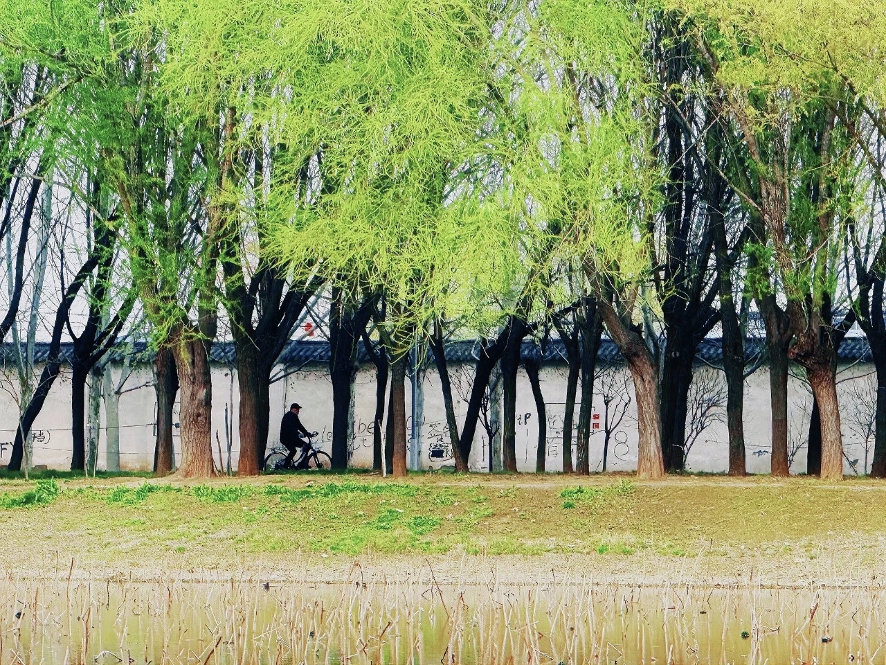 超级出片！焦作这条赏春线路推给你！