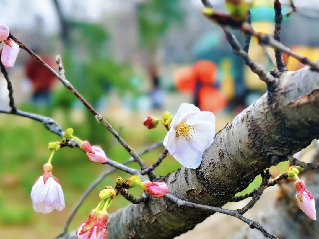 超级出片！焦作这条赏春线路推给你！