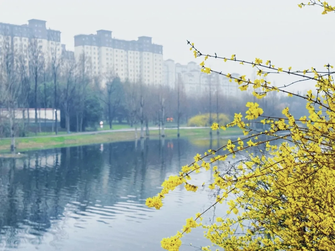 超级出片！焦作这条赏春线路推给你！
