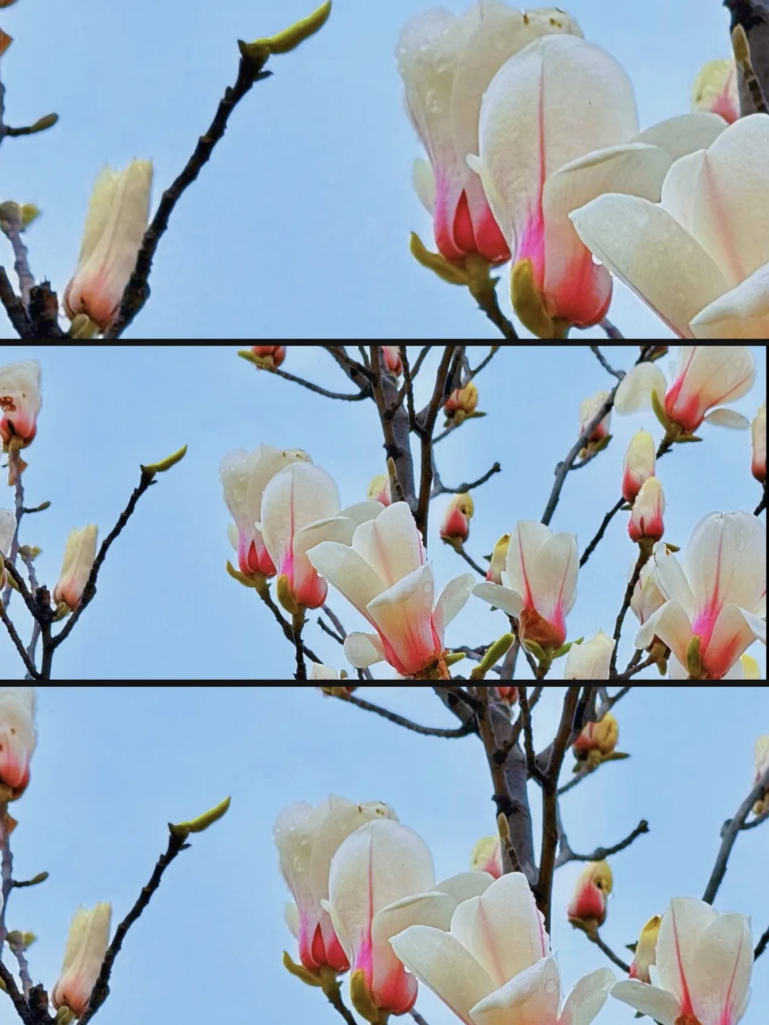 超级出片！焦作这条赏春线路推给你！