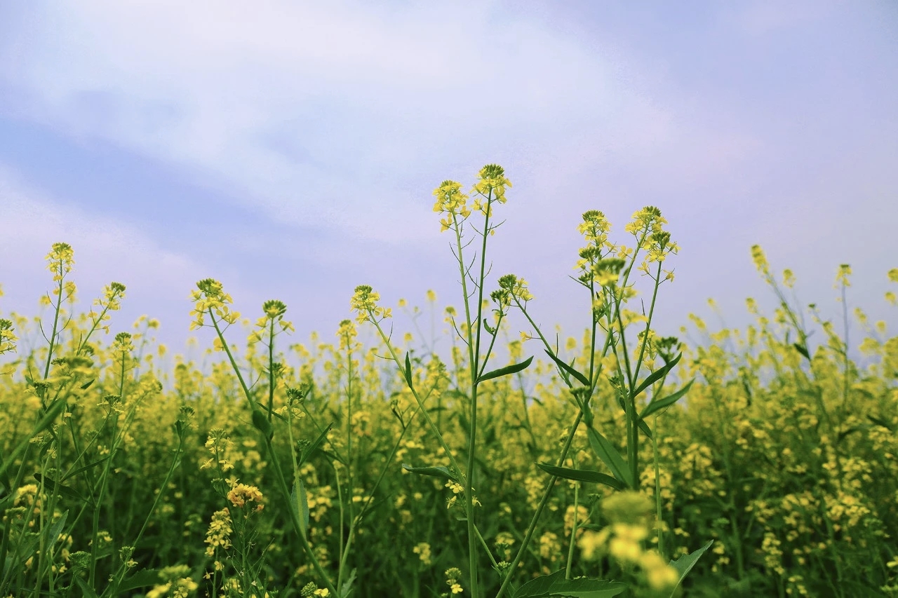 超级出片！焦作这条赏春线路推给你！