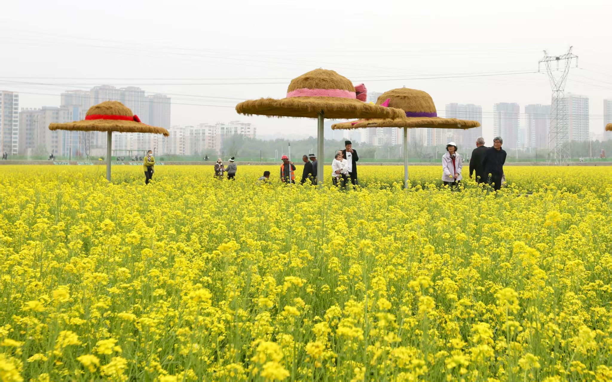 就在咱家门口！300亩油菜花含苞待放！