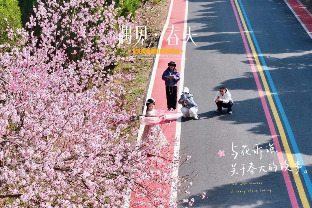 这里桃花满山开！网友扎堆寻找桃花源！