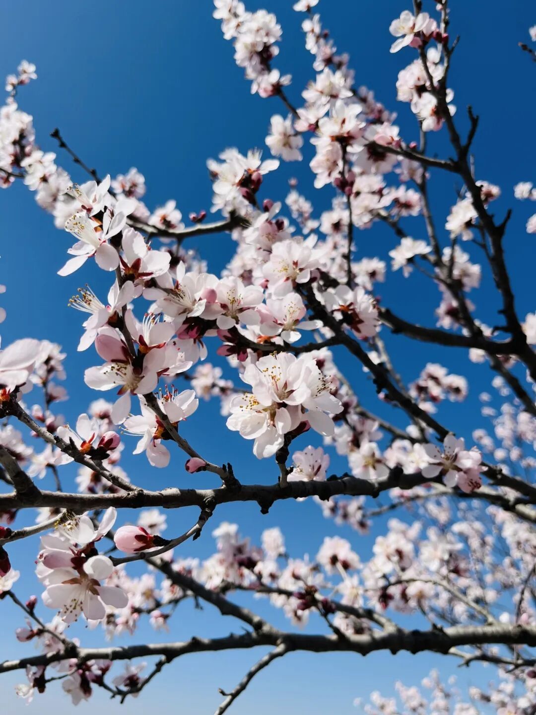 这里桃花满山开！网友扎堆寻找桃花源！