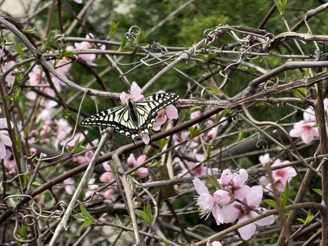 这里桃花满山开！网友扎堆寻找桃花源！