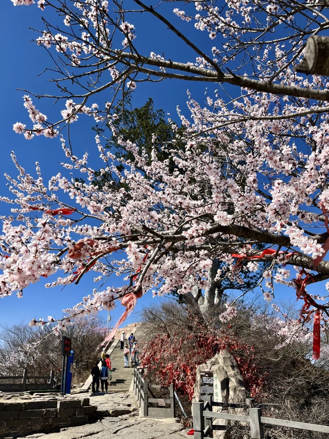 这里桃花满山开！网友扎堆寻找桃花源！
