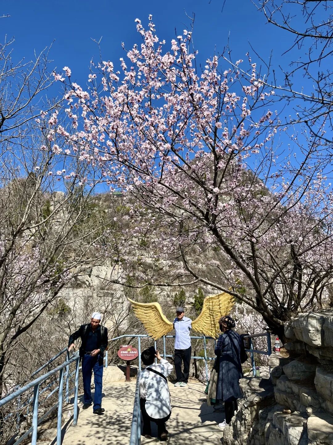 这里桃花满山开！网友扎堆寻找桃花源！