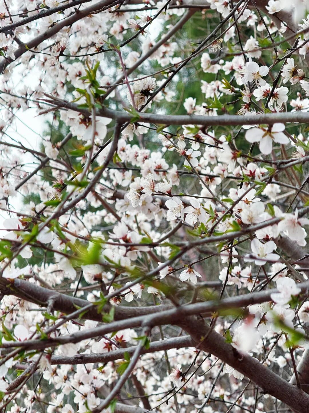 这里桃花满山开！网友扎堆寻找桃花源！