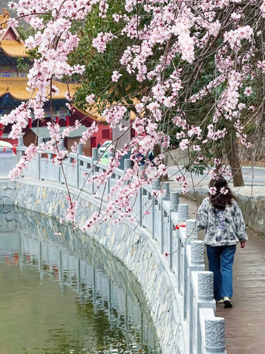 这里桃花满山开！网友扎堆寻找桃花源！