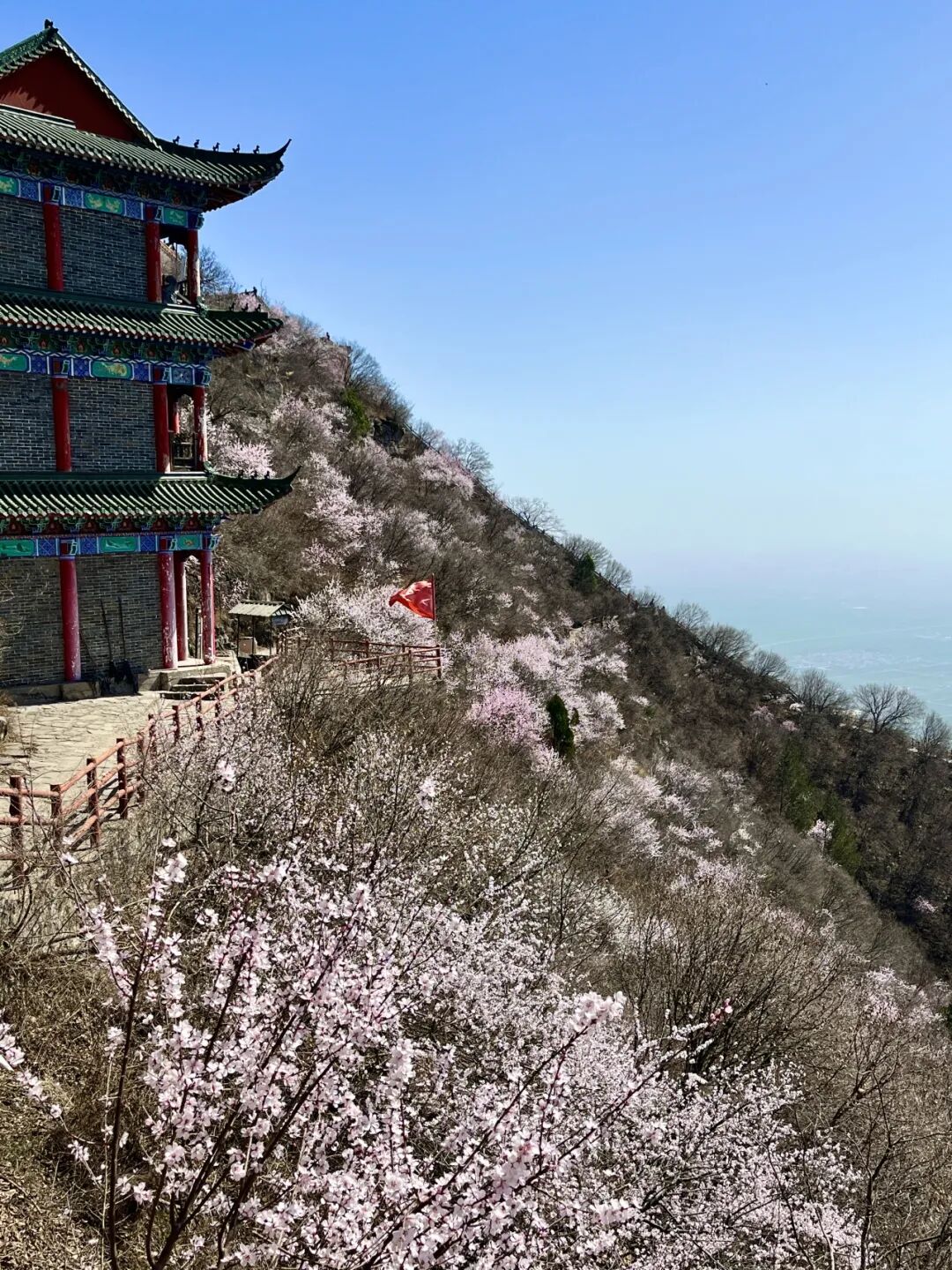 这里桃花满山开！网友扎堆寻找桃花源！