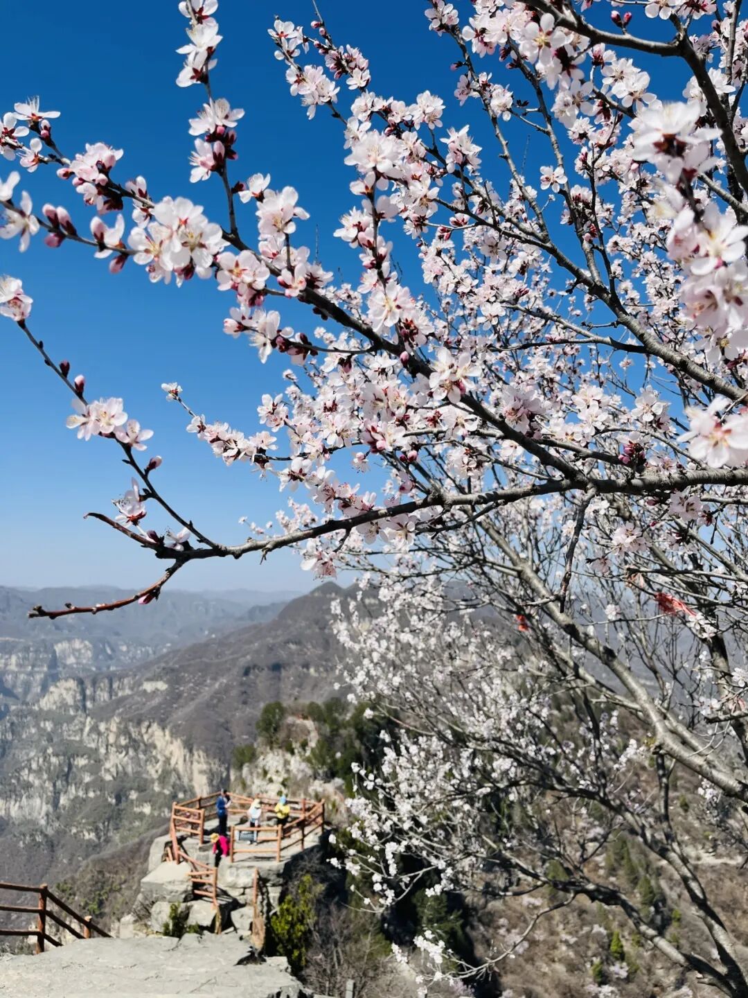 这里桃花满山开！网友扎堆寻找桃花源！