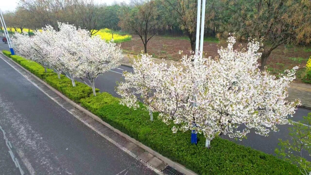 新华社关注：博爱金城千亩花海惹人醉！