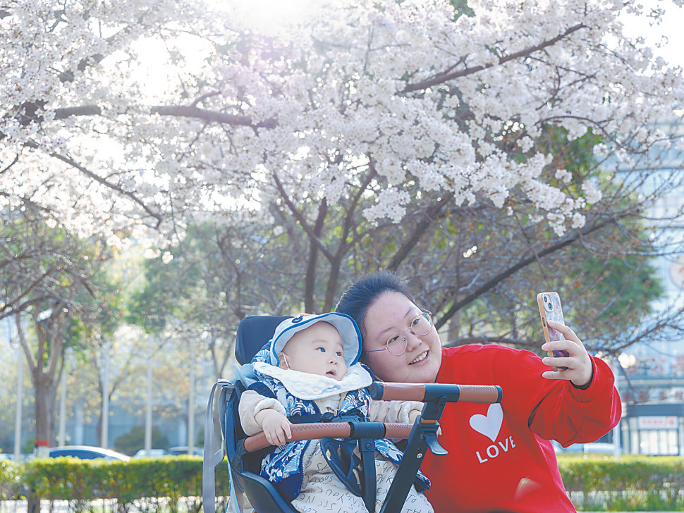 打卡要快！市人民广场樱花盛放！