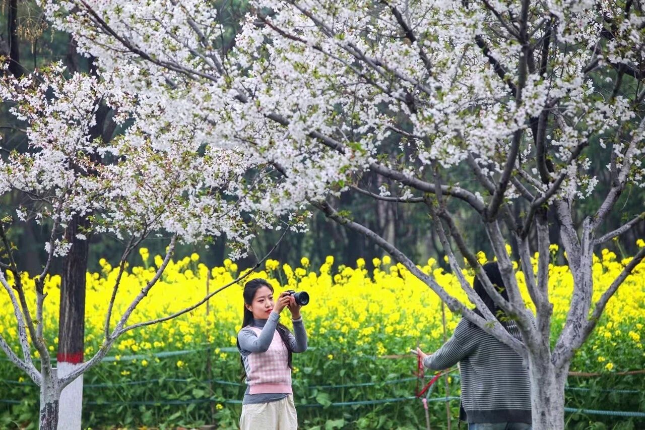 新华社关注：博爱金城千亩花海惹人醉！