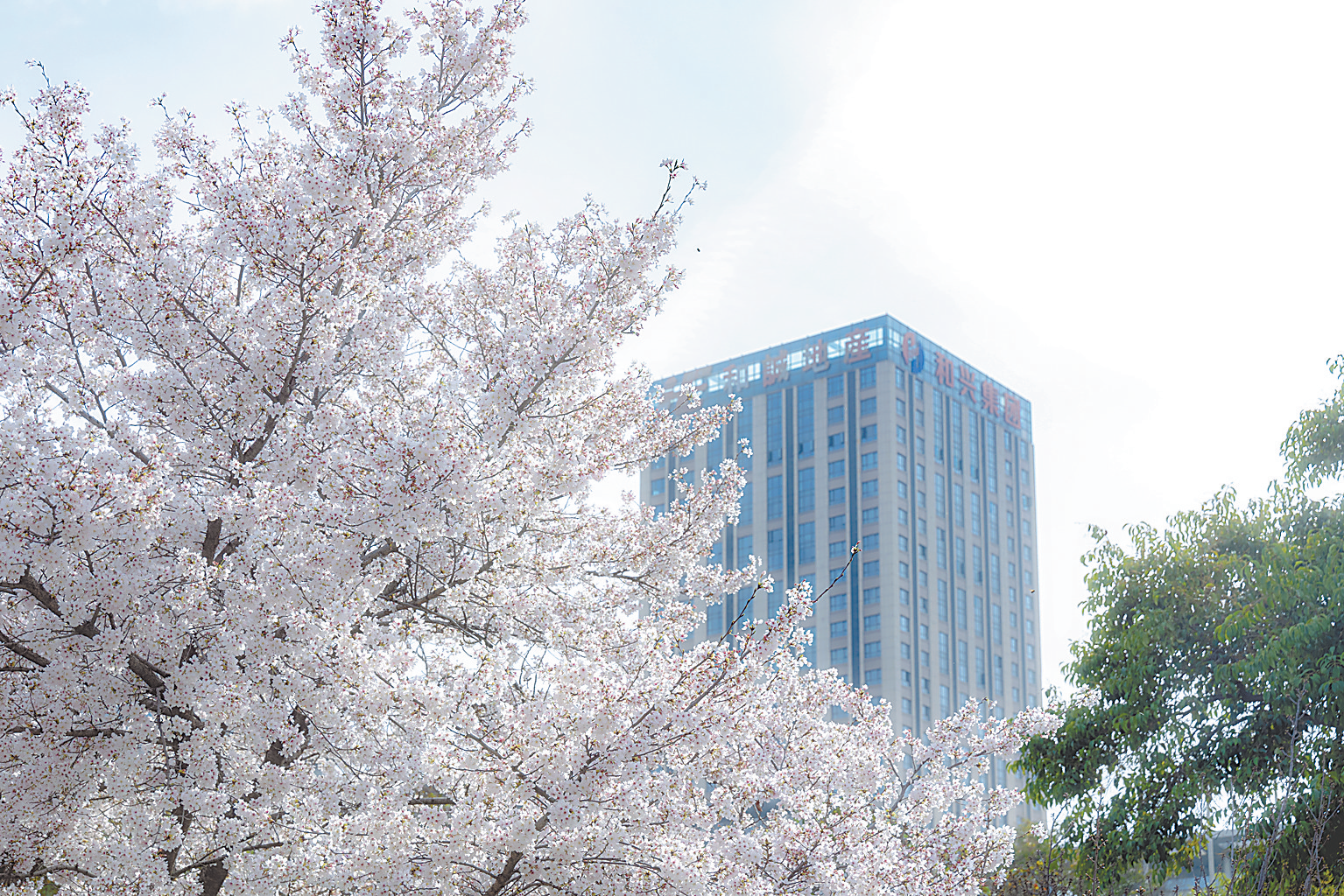 打卡要快！市人民广场樱花盛放！