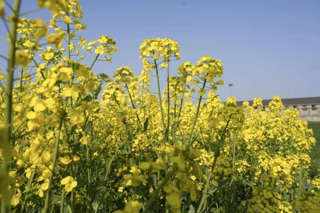 惬意修武！千年古县的正确打开方式！