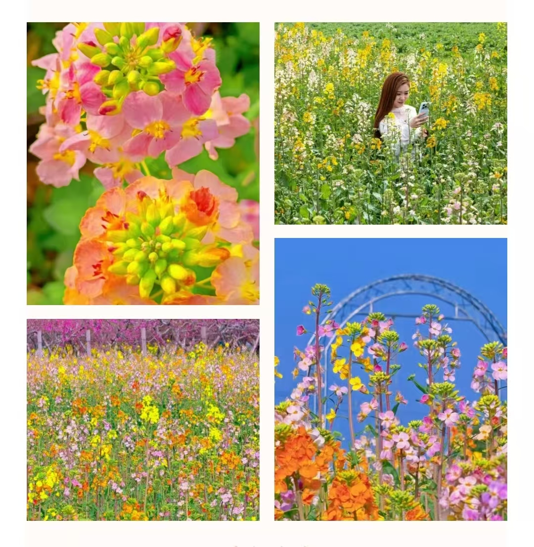 巨出片！焦作这里美成油画（附导航地址）！