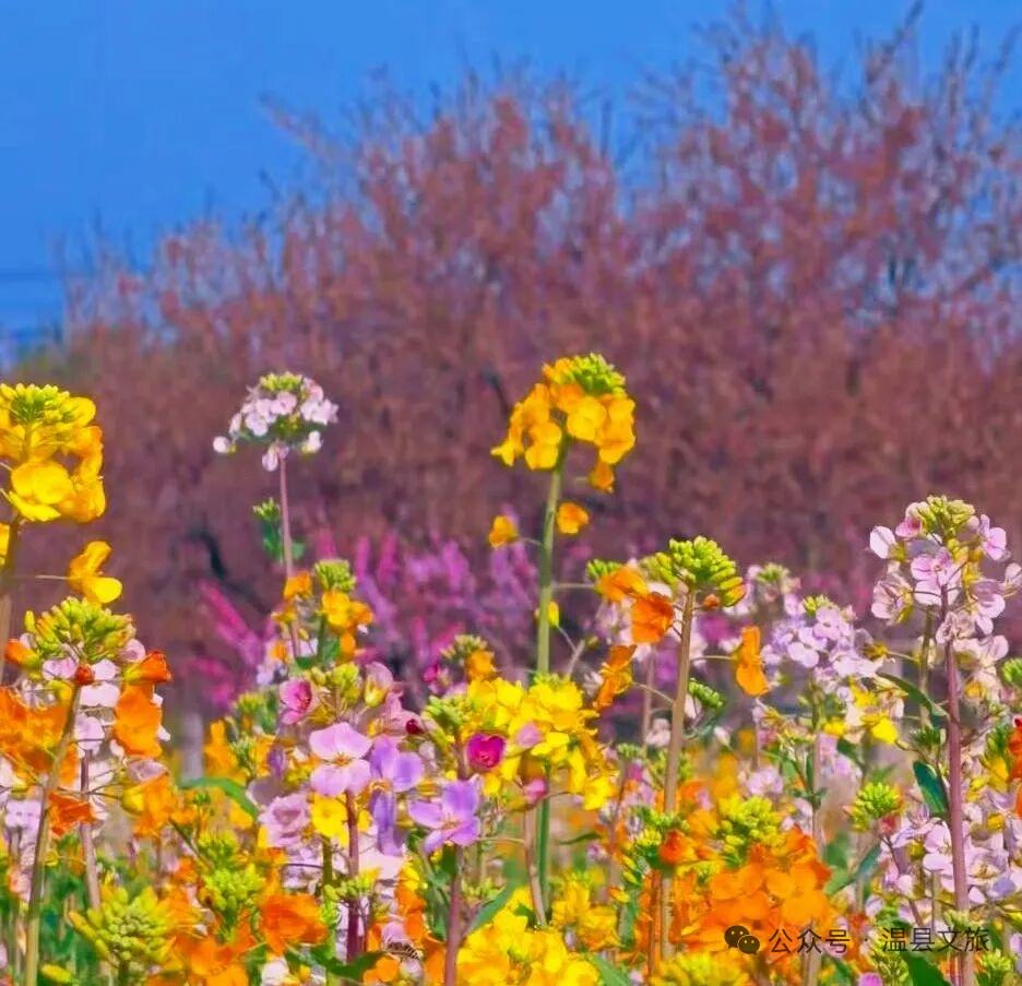 巨出片！焦作这里美成油画（附导航地址）！