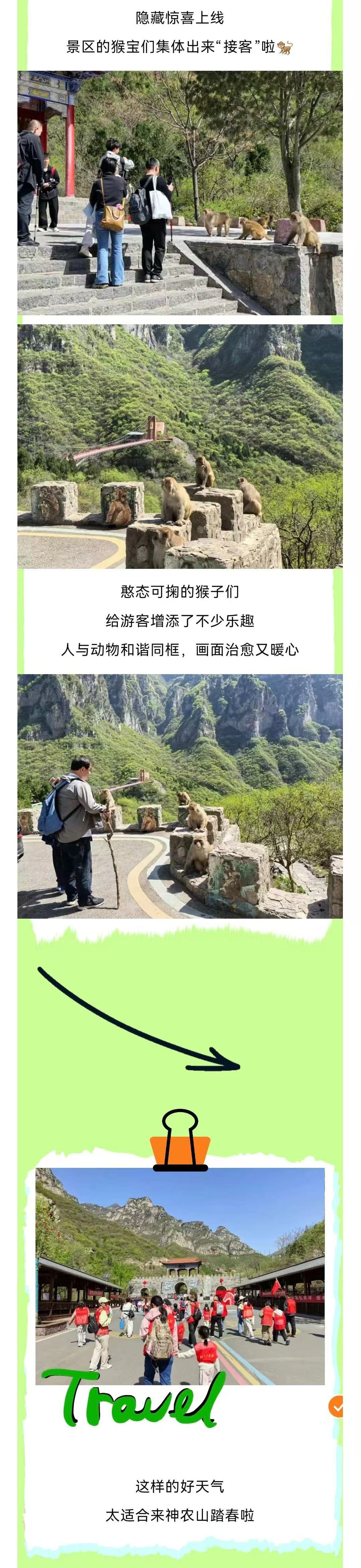 春花烂漫、“猴宝”迎客！焦作这里假期氛围拉满！